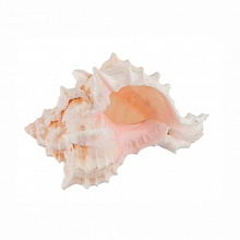 Ракушки "Pink Murex Asstd" 15шт Zlatka Blumentag DRF-014