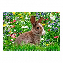 Календарь  2023 год квартальный Год кролика.Среди цветов День за Днем, 14302