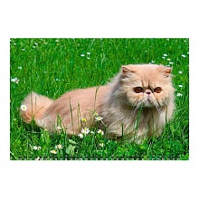 Календарь  2023 год квартальный Год кота.Красавец в траве День за Днем, 14325