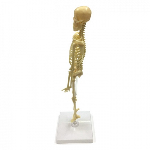 Набор исследовательский для детей Скелет человека ND PLAY NDP-058